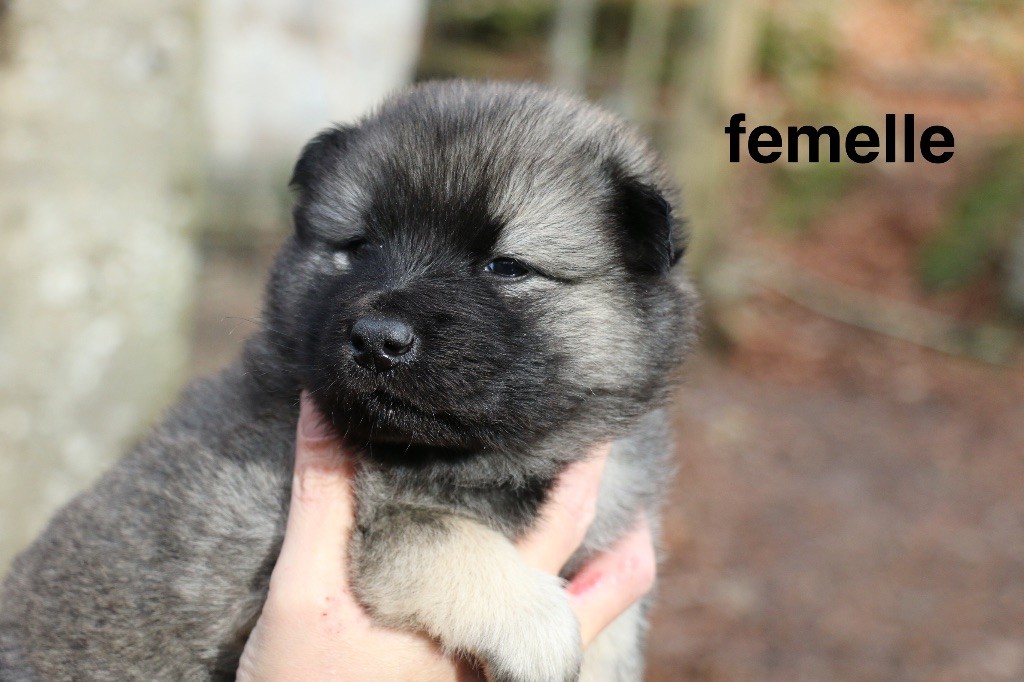 Des Gardiens Du Vieux Moulin - Chiot disponible  - Eurasier